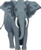 Walking Elephant Side View Clip Art at Clker.com - vector clip art online, royalty free & public ...