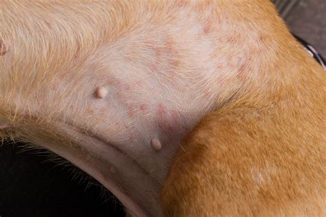 Dog Skin Infection Scabs