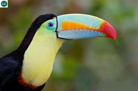 Chim Toucan mỏ ngũ sắc Trung và Nam Mỹ | Rainbow-billed/Keel-billed toucan/Sulfur-breasted ...