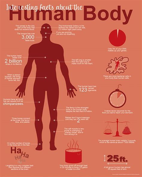 75 weird and freaky facts about the human body – Artofit