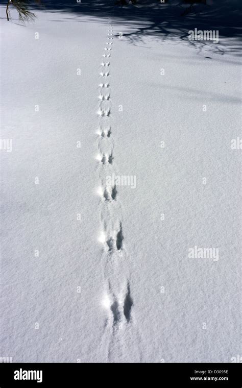 Squirrel tracks snow hi-res stock photography and images - Alamy