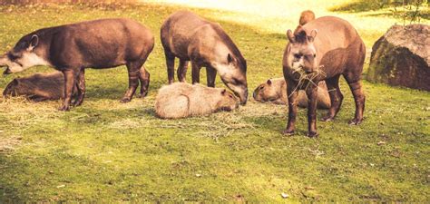 280 Tapirs Stock Photos - Free & Royalty-Free Stock Photos from Dreamstime