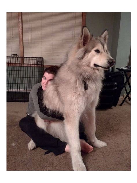 Giant Alaskan Malamute | PDF