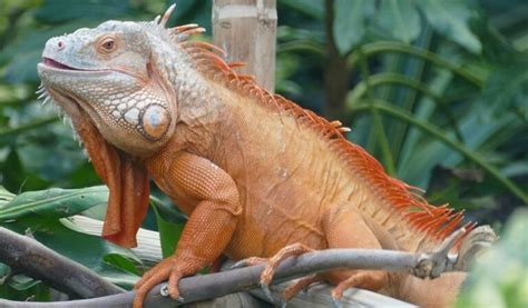 Iguana - Anatomy, Habitat, Diet, Conservation, And More