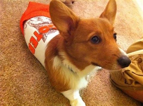 The Only Cute Corgi Halloween Costume Post (90 pics) - Izismile.com