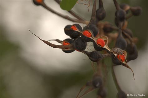 Erythrina lysistemon – PLANTBOOK