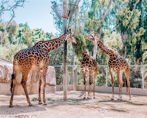 The Best of the San Diego Zoo