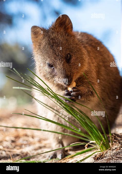 Quokka eating on Rottnest Island Stock Photo - Alamy