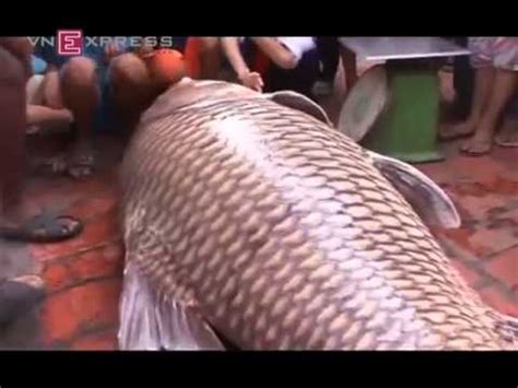 Giant barb caught and sold in Vietnam’s Mekong Delta - YouTube