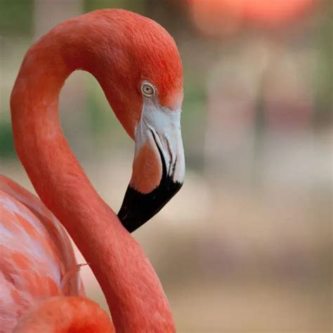 American Flamingo - Facts, Diet, Habitat & Pictures on Animalia.bio