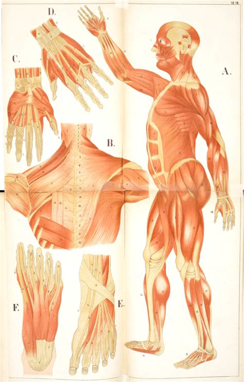 MediaMed - Muscles. An atlas of anatomy: or, Pictures of...