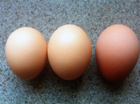 Posts about light brahmas on Heedley's Hens | Brahma chicken eggs ...