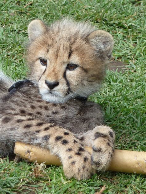 'Harris' male king cheetah cub | Cheetah Outreach 2012 | Flickr