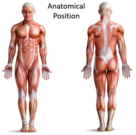 Anatomical Positions - SCIENTIST CINDY