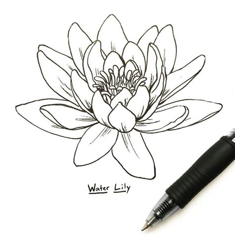 Pin by Kathryne Dallo on Tattoos | Lotus flower drawing, Water lily ...