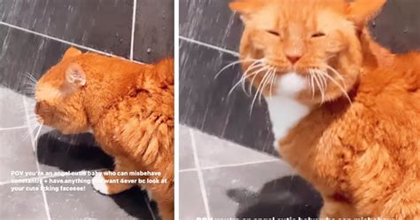 Adorable cat can't resist joining owner in the shower: The internet is in love