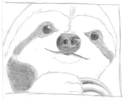 Sloth Face Drawing at PaintingValley.com | Explore collection of Sloth Face Drawing