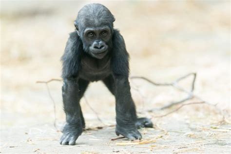 Baby Gorilla Facts - All About Baby Gorilla - Gorilla Facts