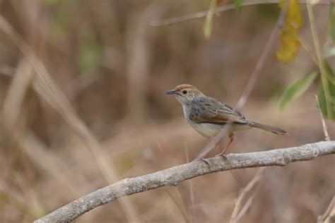 Rattling Cisticola - BirdForum Opus | BirdForum