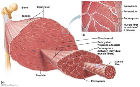 Describe the Gross Structure of Skeletal Muscle