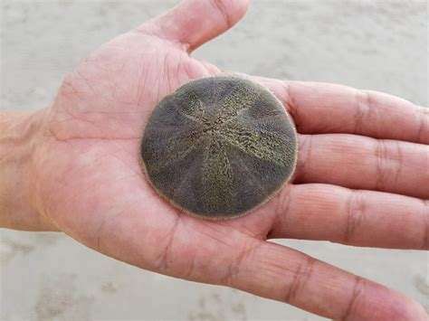 What Do Sand Dollars Eat? - American Oceans