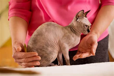 Sphynx Cat Grooming: 7 Vet-Reviewed Tips & Tricks - Catster