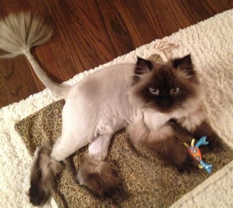 Can You Trim A Cat's Fur at robertdarmstrong blog