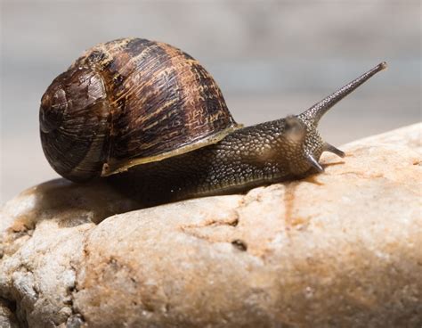 6 Snails That Are Dangerous to Dogs (With Photos) – The Puppy Mag