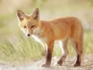 Free Download High quality Foxes Wallpaper Num. 17 : 1600 x 1200 336.2 Kb