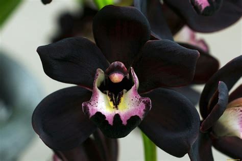 Black Orchid, Black Flowers, Exotic Flowers, Beautiful Flowers, Black ...