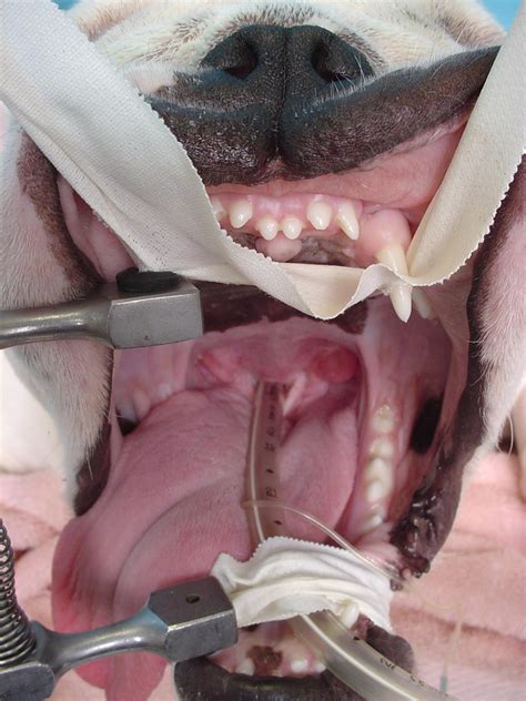 The art of anesthesia in brachycephalic dogs - Veterinary Practice News