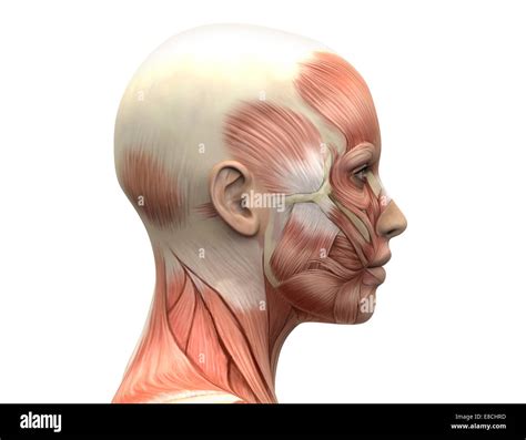 Female Head Muscles Anatomy Stock Photo - Alamy