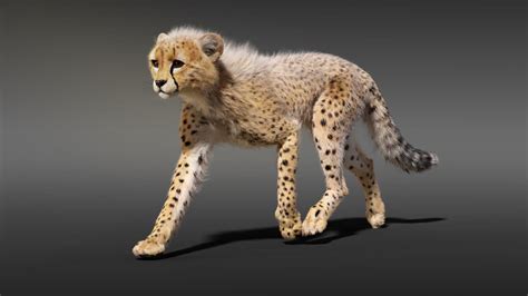 CGI 3D Animated Animal in Blender | Trotting Cheetah Showreel - YouTube