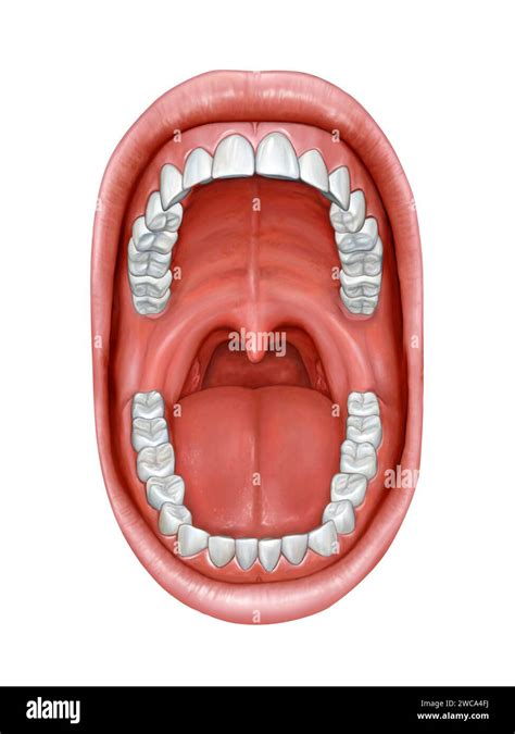 Anatomy of the mouth. Digital illustration Stock Photo - Alamy