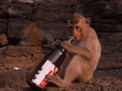 funny monkey drink beer | FUNNY TWEEK