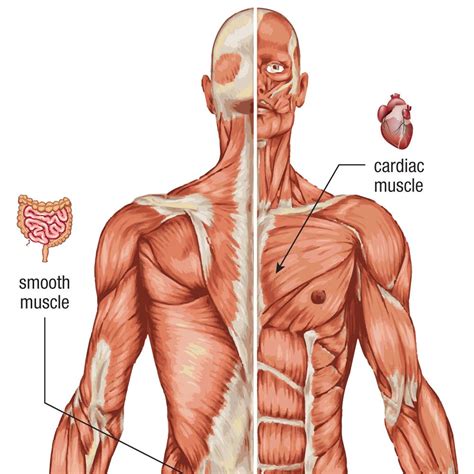 Gm Muscles Of Full Body Muscular System Teaching Models | Sexiz Pix