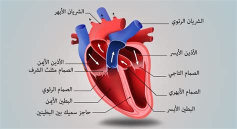 شرح رسم قلب الانسان – المرسال