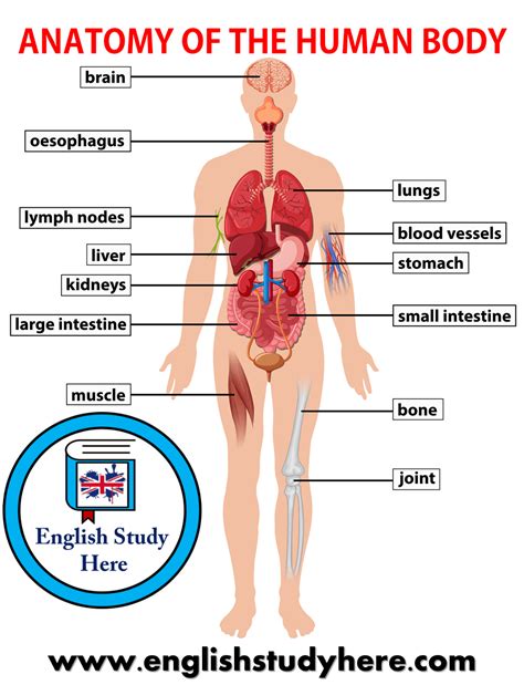 Anatomy of The Human Body - English Study Here