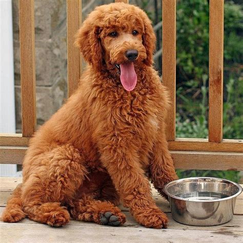 Mastering Toy Poodle Training: Tips and Tricks for a Well-Behaved and ...