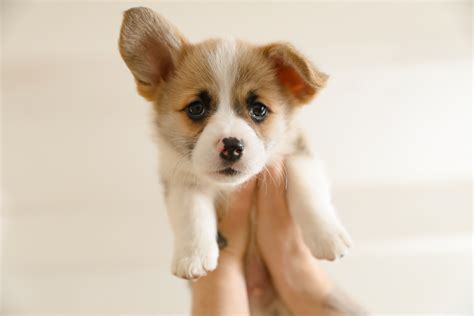 Complete Puppy Guide: Essentials You Need + Should Know When Bringing ...