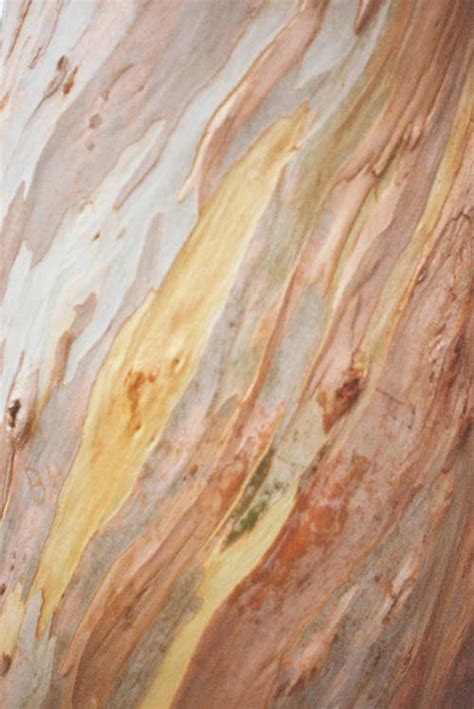 Bark of Eucalyptus · Free Stock Photo