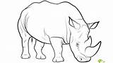 Rhino Coloring Page At GetColoringscom  Free printable Colorings sketch template