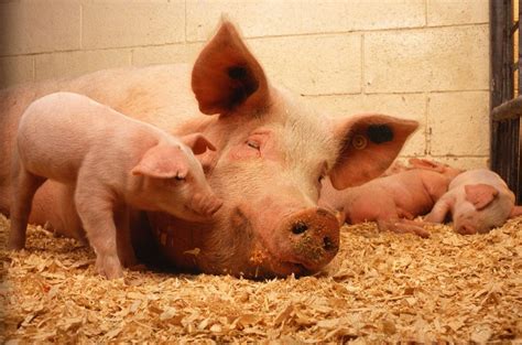 Pig Reproduction And Raising Piglets Without Issues - FarmPally.com