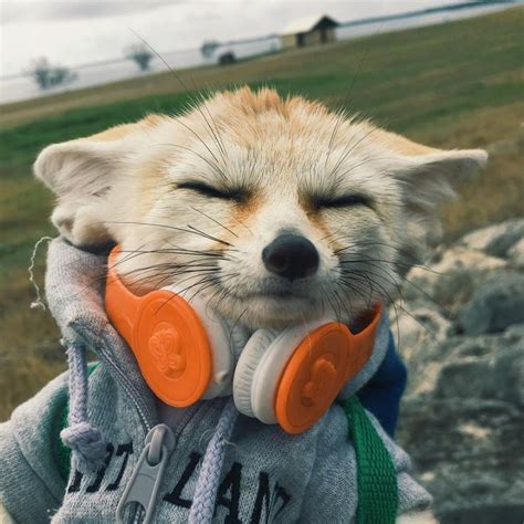 🦊🥰Fennec Fox : r/Eyebleach