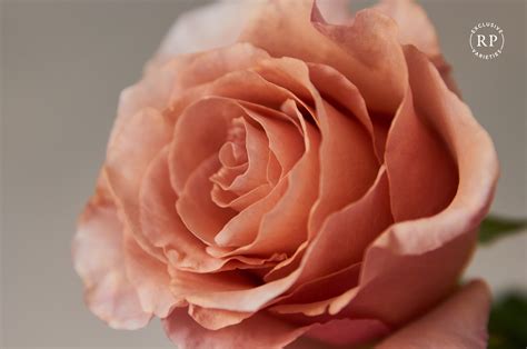 A true nude rose is finally here! Presenting RP Moab | Florists' Review