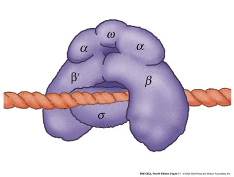 Rna Polymerase In Prokaryotes