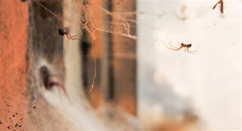 10 facts about spiders | Western Exterminator