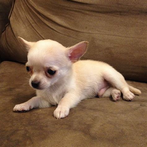 Chihuahua Puppy Sold - 5 Years 1 Month, Cute Male Chihuahua For Sale from PJ, Selangor ...