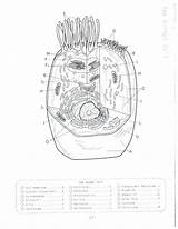 Plant Cell Coloring Page At GetColoringscom  Free Printable Colorings sketch template