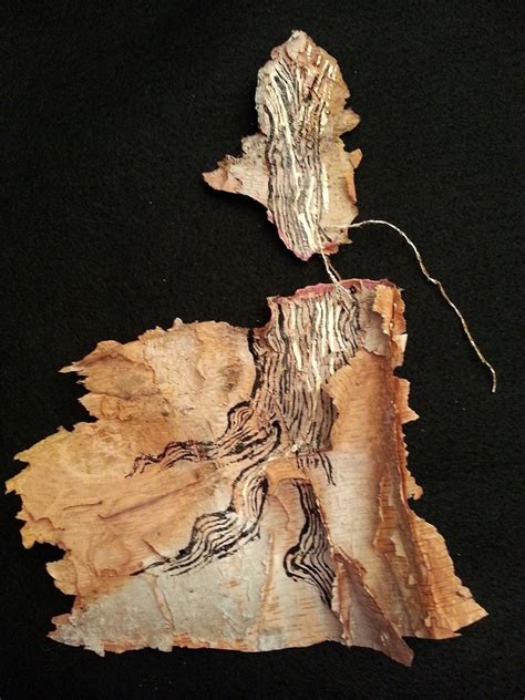 Birch Bark Paintings - Marcia Jane Arnold